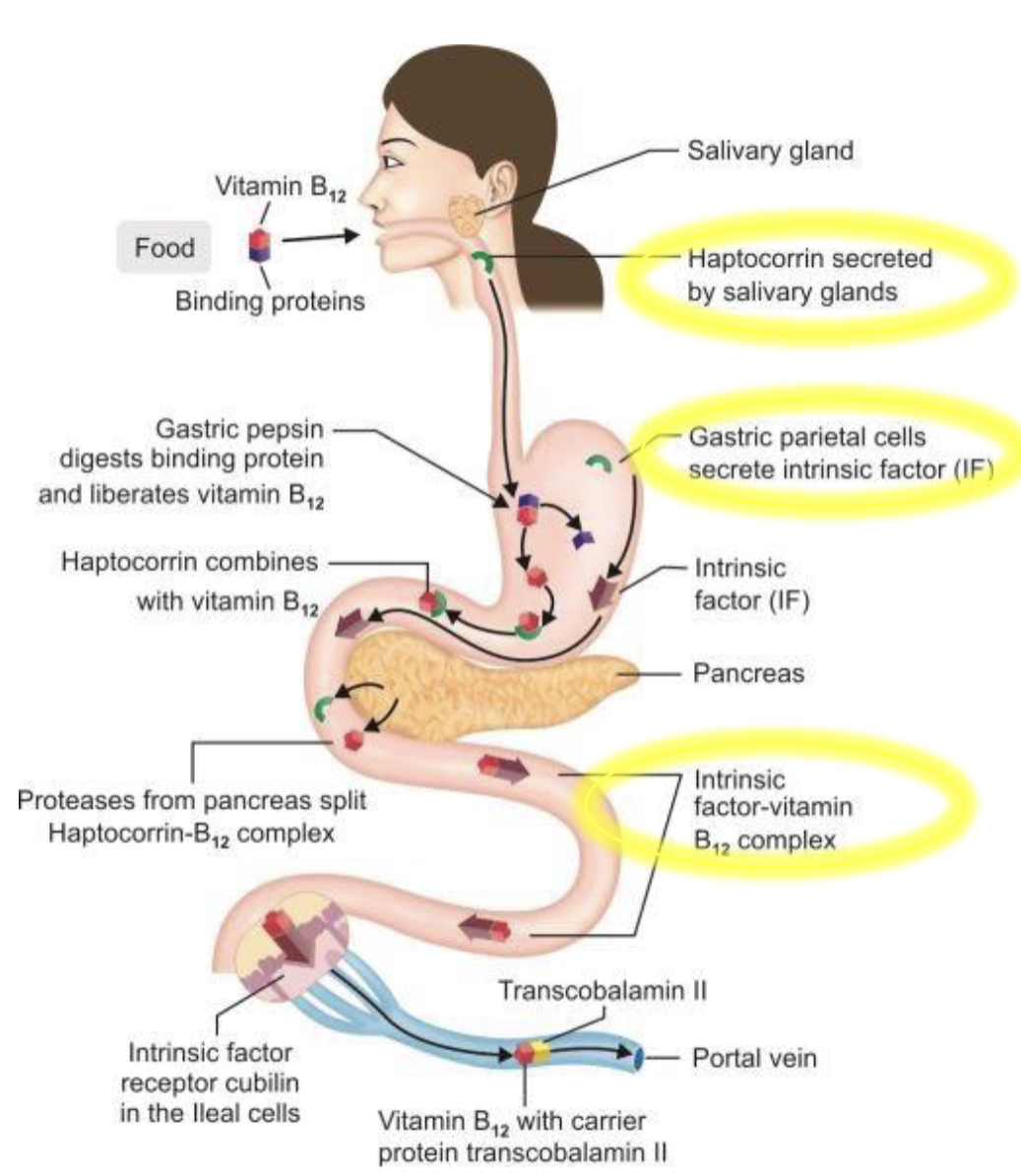 <p>Vitamin B<sub>12</sub> is only produced by microorganism & humans obtain it byconsuming animal based products</p><p>Absorption is assited by Haptocorin-B<sub>12</sub> which protects from stomach acid, Intrinsic factors(IF) made by parietal cells, and IF-B<sub>12</sub>(S.I) absorbed as a complex</p>