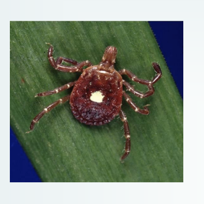 <p>What tick spreads C. felis?</p>