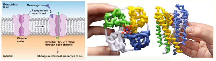 <p>work really quickly (in milliseconds)</p><p>involved in homeostasis, fast synaptic events, muscle contraction</p><p></p><p>ligand binds to receptor → conformation change allows transit of ions across membrane</p><p></p><p>no intermediate biochemical processes involved</p>
