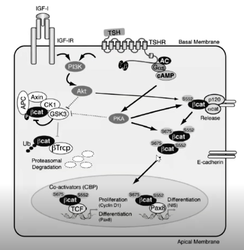 <ul><li><p><span><span>_____ receptor → activates ___ → ___</span></span></p></li><li><p><span><span>___ receptor activation → ___</span></span></p></li><li><p><span><span>PKA → phosphorylates _______ → goes to the ______ and alters gene transcription (cell __________ and cell _____________)</span></span></p></li></ul><p></p>