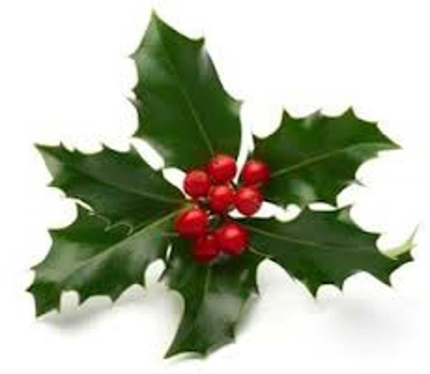 <p>Holly</p>