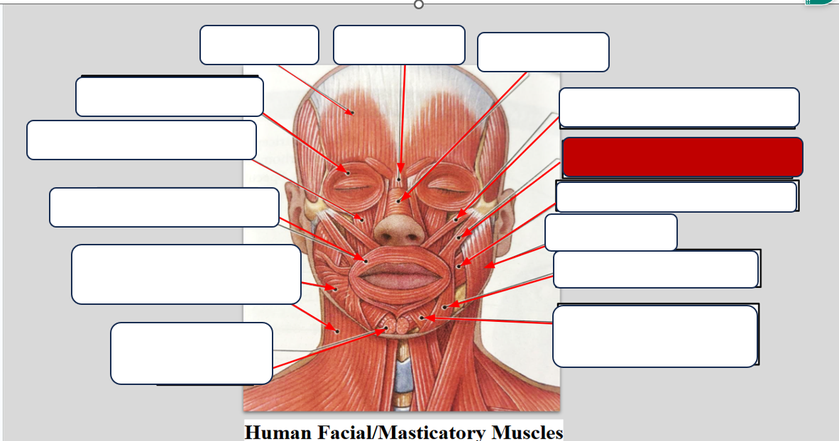 <p>Label the muscle </p>