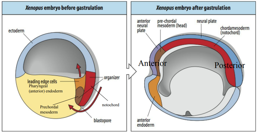 <p>Gastrulation is driven by coordinated cell movements. It begins at the dorsal lip of the blastopore, formed by the Organiser.</p><ol><li><p>Involution: Sheets of cells (mesoderm and endoderm) move from the exterior into the interior of the embryo through the blastopore lip. Bottle cells at the dorsal lip initiate this movement.</p></li><li><p>Convergent extension: Cells of the dorsal mesoderm (Organiser region) intercalate mediolaterally, causing the tissue to converge (narrow) and extend (lengthen) along the A-P axis. This elongates the notochord and forms the primary A-P axis.</p></li><li><p>Epiboly: Ectoderm cells spread to cover the entire surface of the embryo. The archenteron (primitive gut) forms, replacing the blastocoel.</p></li></ol><p>Convergent extension is when a tissue narrows along one axis and extends along another. It begins at one end, defining the posterior (blastopore),&nbsp;and then moves anteriorly. </p><p><strong><u>The Organiser drives the tissue movements that create the A-P axis during gastrulation through its differentiation &amp; convergent extension.</u></strong></p>
