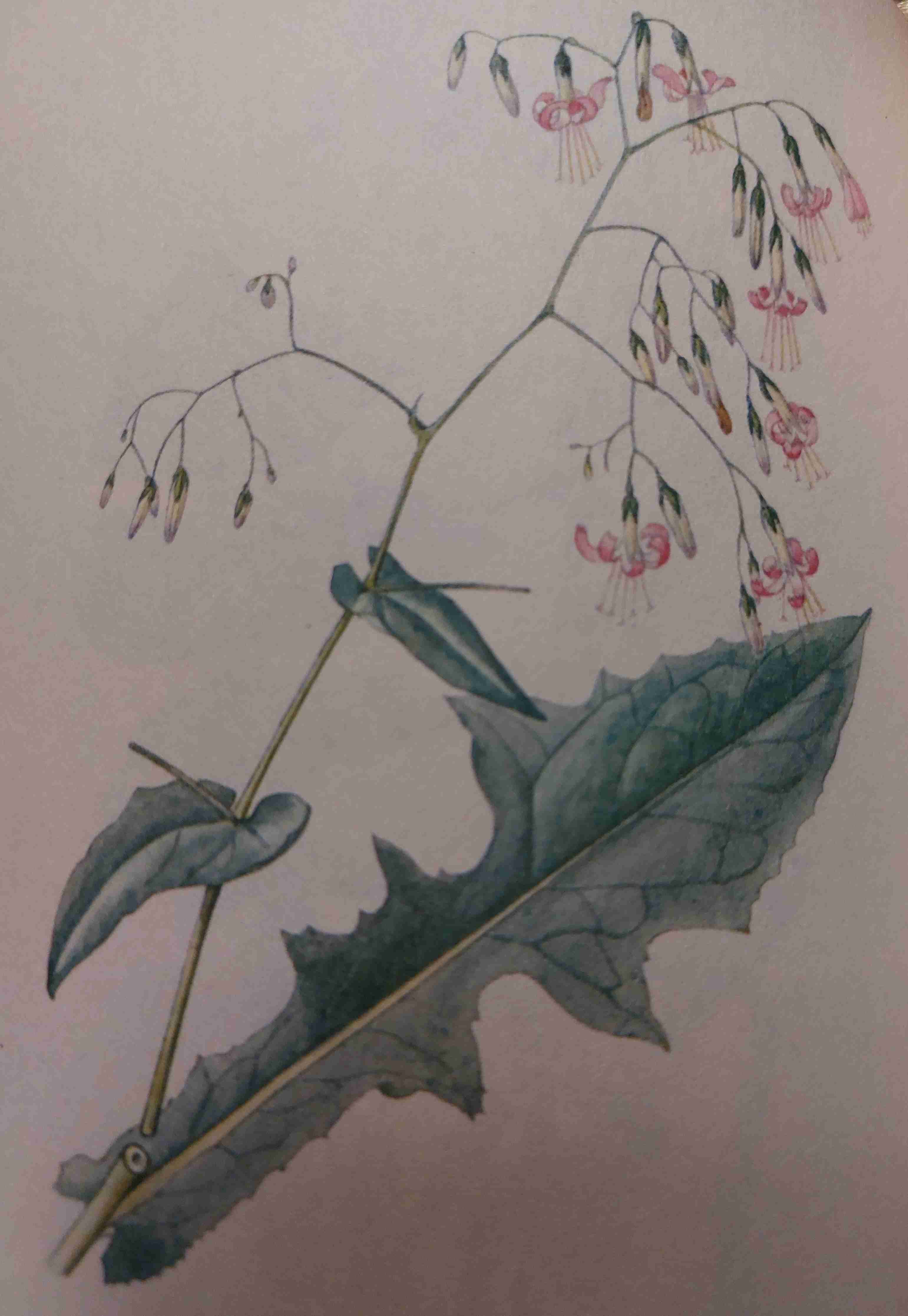 <p>středně vlkho, mezotrofní, polostín</p>