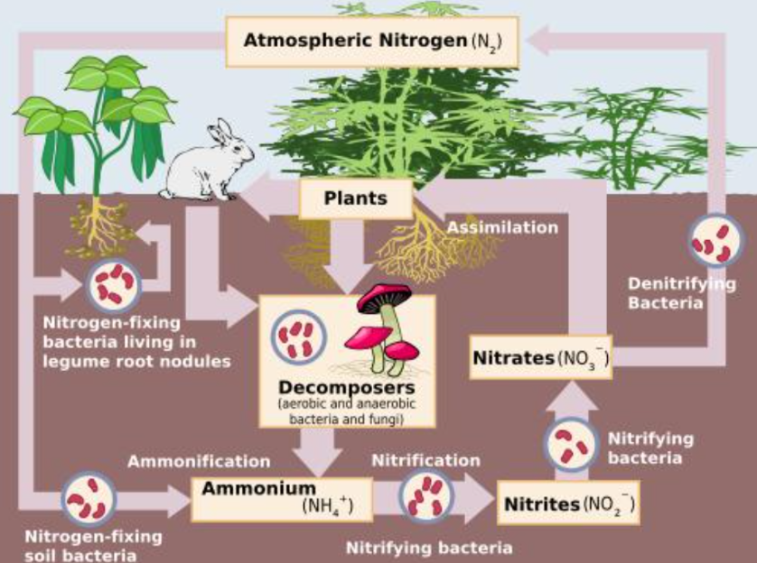 <ul><li><p>N2- <strong>Atmospheric Nitrogen</strong></p></li><li><p>NH4-<strong>Ammonium</strong>, usually by some bacteria and plants</p></li><li><p>NO2-<strong>Nitrite,</strong> middle step</p></li><li><p>NO3-<strong>Nitrate,</strong> main form absorbed by plants</p></li></ul><p></p>