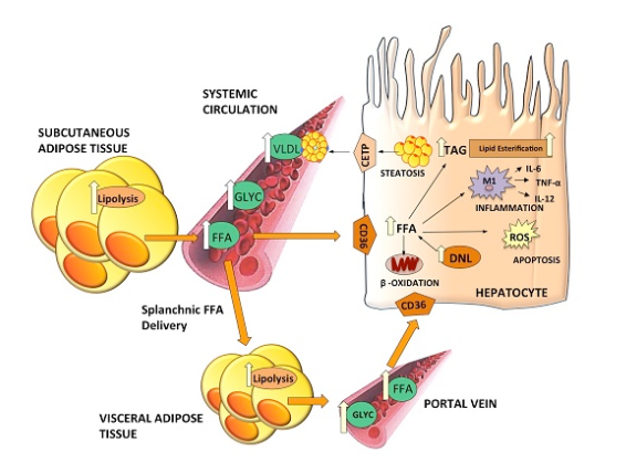 <p>in the rpesence of high insuling levels </p>