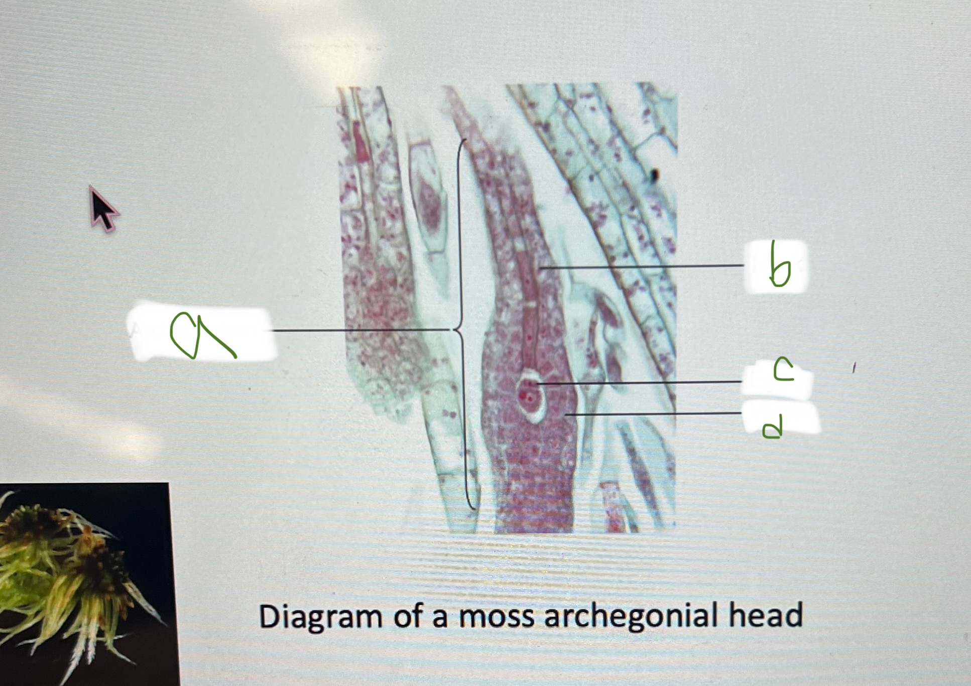 <p>d</p>