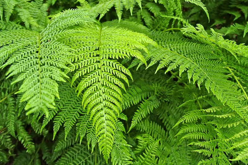 <p>Bracken Fern</p>