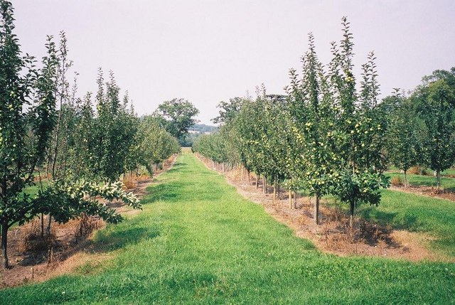 <p><span style="color: red"><strong><em>Re Rose </em>[1952]</strong></span></p>