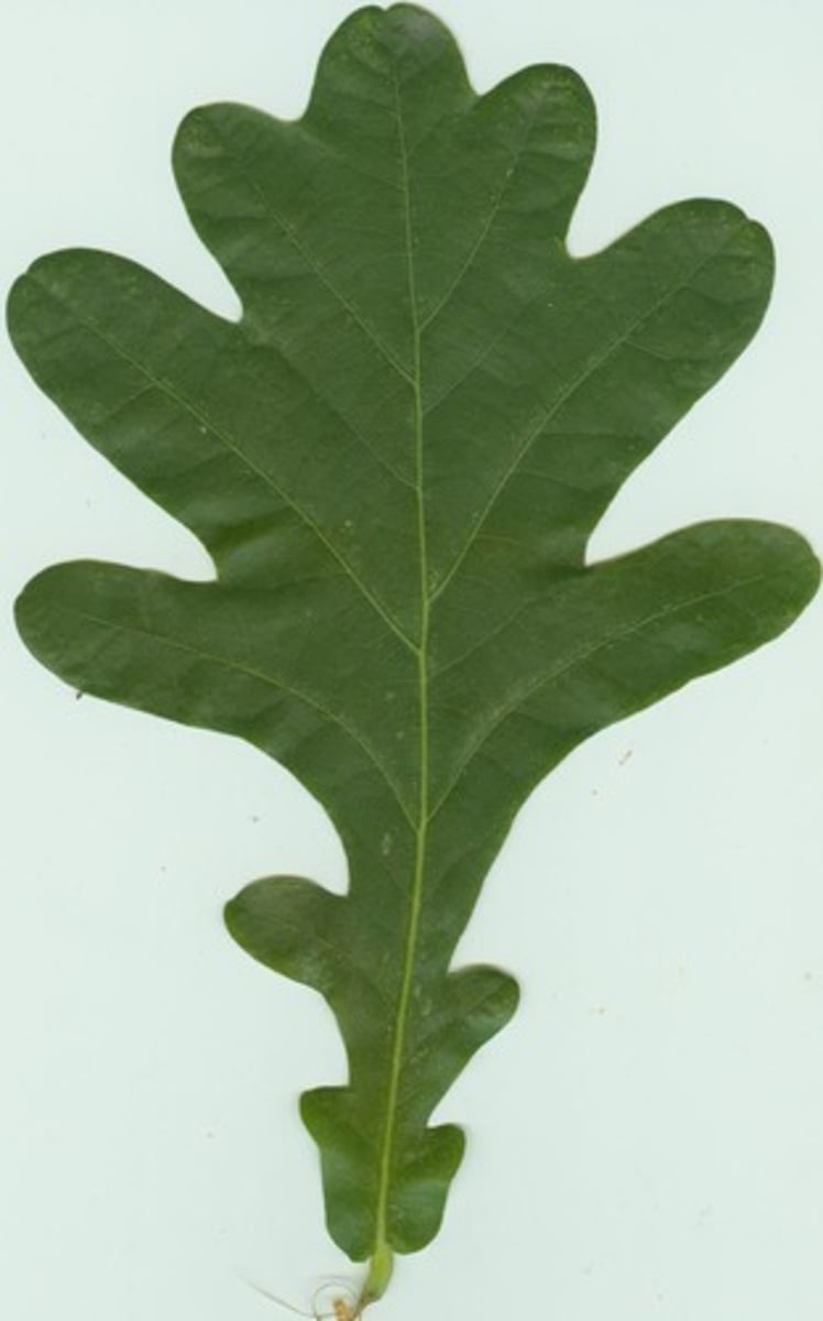 <p>edges of leaf deeply indented with curves (leaf margin)</p>