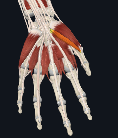 <p>What muscle is this</p>