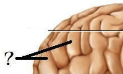 ridges of the brain (brain convolutions)
