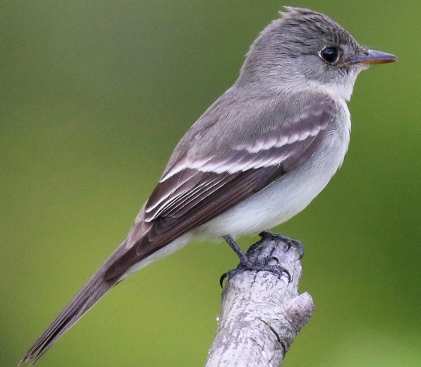 <p>What bird is this?</p>