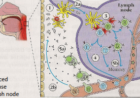 <p>1) Pathogen is introduced, triggering a phagocytic response.<br>2a) Pathogen or antigens are transferred to a lymph node; 2b) Some cells home to the site of infection.<br>3) Antigen presentation to T and B cells activates lymphocytes, which are then released into circulation.<br>4) Continued interactions in the lymph node drive lymphocyte proliferation and differentiation.<br>5a) Antibodies are produced to label pathogens; 5b) Some T and B cells persist as memory cells.</p>