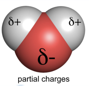 <p>a molecule that has one end that is slightly negative and one end that is slightly positive. This occurs due to <strong>unequal</strong> sharing of electrons by the atoms (polar covalent bonds).</p>