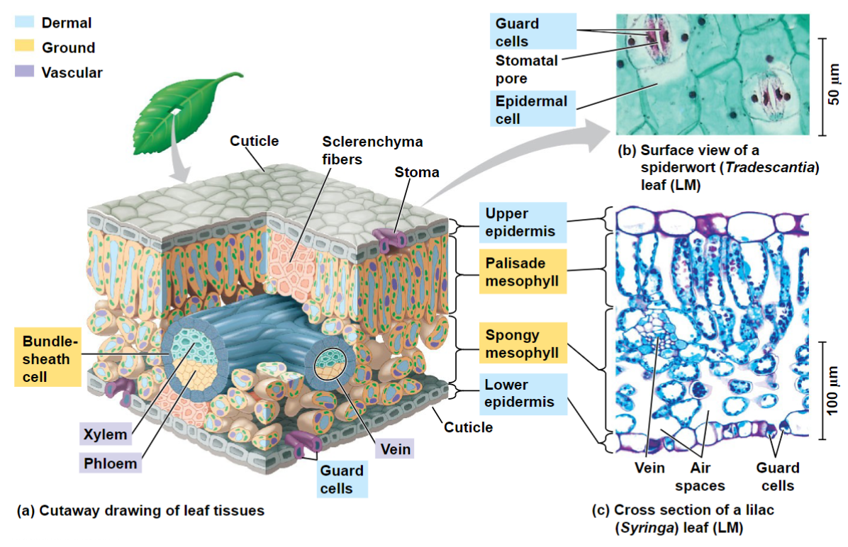 <ul><li><p>Leaves develop from leaf primordia</p></li><li><p>Stomata, pores that allow CO2 and O2 exchange</p><ul><li><p>Also site of evaporative water loss</p></li></ul></li><li><p>Guard cells flank stomatal opening and regulate opening and closing</p></li><li><p>Ground tissue called mesophyll</p><ul><li><p>Palisade mesophyll – upper part of leaf</p></li><li><p>Spongy mesophyll – lower part of leaf; loose arrangement</p></li></ul></li></ul>