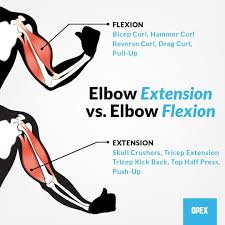 <p>Elbow extension.</p>
