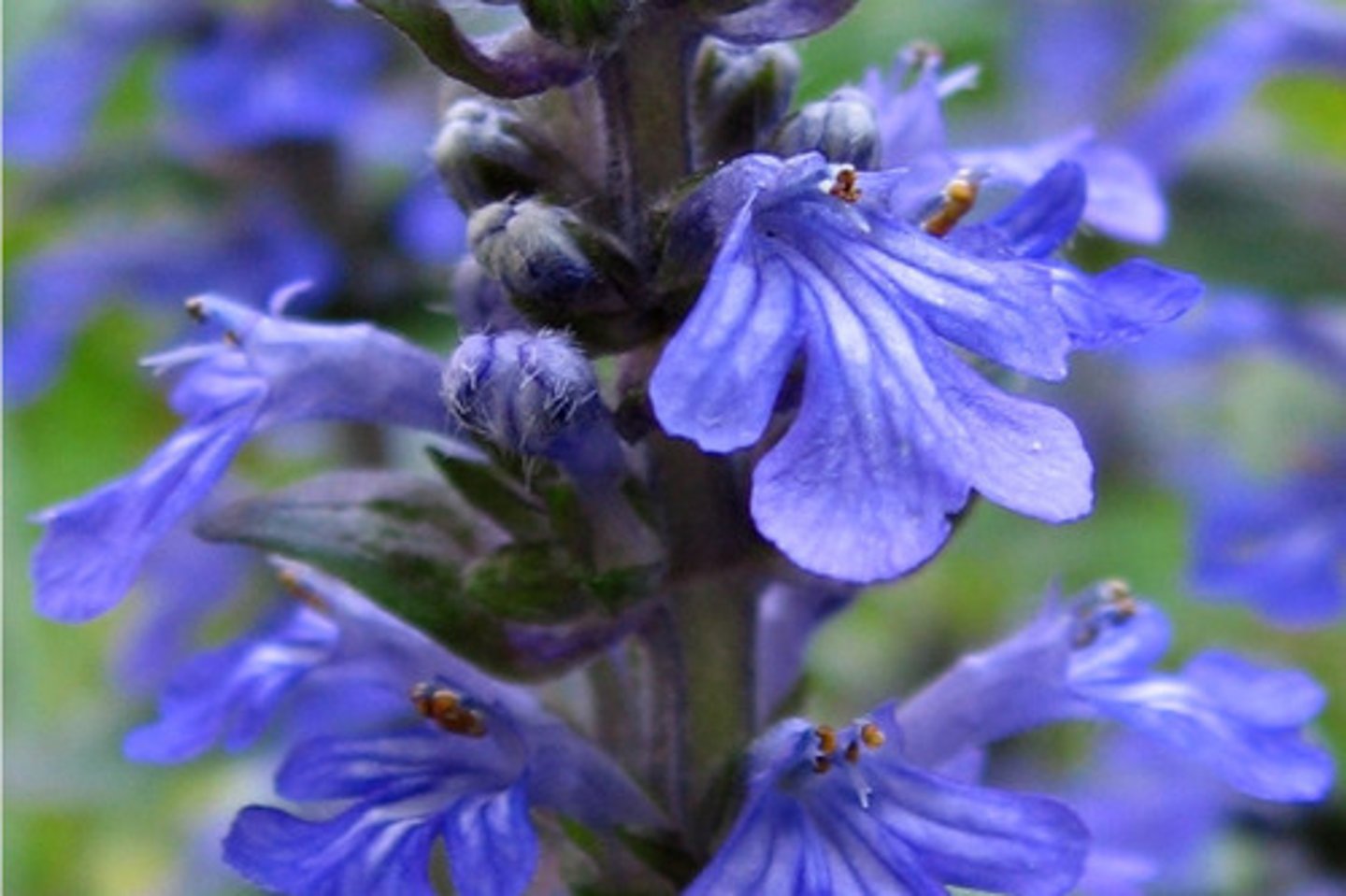 <p>Lipbloemenfamilie</p>