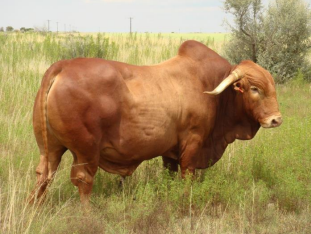 <p>AFRICANDER  or Afrikaner</p>