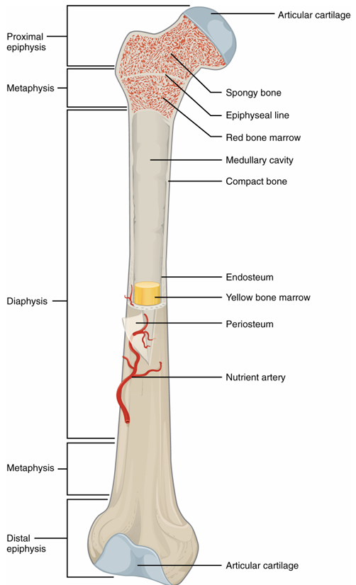 <p>epiphysis- head of bone</p><p>metaphysis- between epiphysis and diaphysis</p><p>diaphysis- shaft of bone</p><p>articular cartilage- caps the tops of bones</p><p>periosteum- outer lining</p><p>medullary cavity- hollow inside of shaft, yellow marrow</p><p>endosteum- inner lining</p><p>yellow bone marrow- in medullary cavity</p><p>compact bone- shell, makes up diaphysis and shell of epiphysis</p><p>spongy bone- inside of epiphysis</p><p>red bone marrow- inside of spongy bone</p>