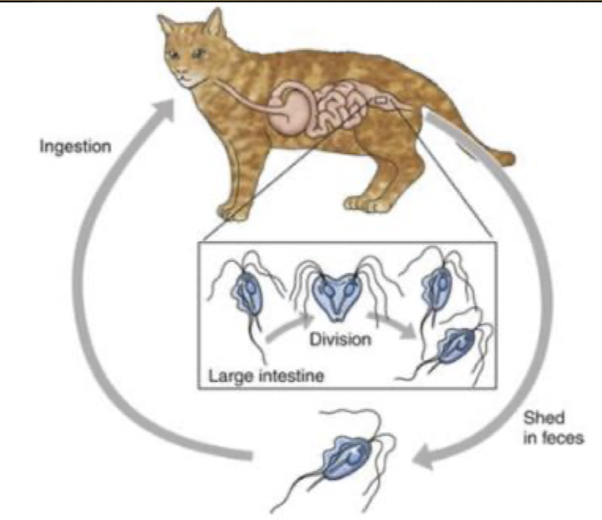 <p>spironucleus spp </p>