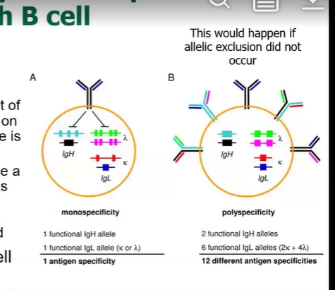 <p>Heavy chains are made simultaneously via rearrangement of the VDJ genes across both the mother and the father’s chromosomes<br>→ once a functional heavy chain is transcribed, the other chromosome will be turned off<br>→ The same event occurs for the light chain as well<br><br><strong>allelic exclusion allows us to prevent making a bunch of different antibodies with different antigen specificities </strong></p>