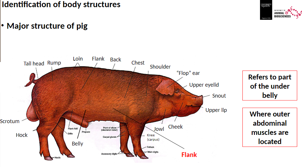 <p><strong>Flank</strong><br>āMajor structure of pig<br>āRefers to part of the underbelly<br>āLocation of outer abdominal muscles</p>
