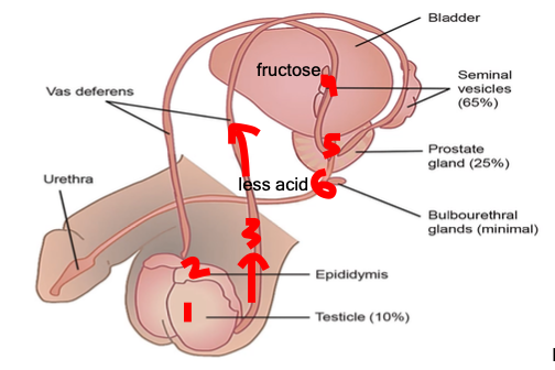 <p>testes, epidydymis, vas deferens, seminal vesicle, prostate, bulbourethral gland</p>