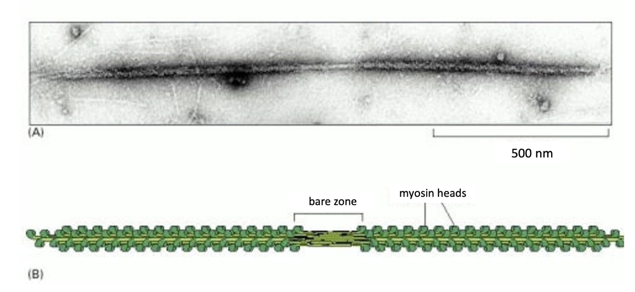 <ul><li><p><strong>Bipolar filament:</strong></p><ul><li><p><strong>Motor heads</strong> on both ends</p></li><li><p><strong>Bare zone</strong> in the center (no motor heads)</p></li></ul></li><li><p><strong>Function of structure:</strong></p><ul><li><p>Allows <strong>motor heads to interact</strong> with actin on both sides</p></li></ul></li></ul><p></p>