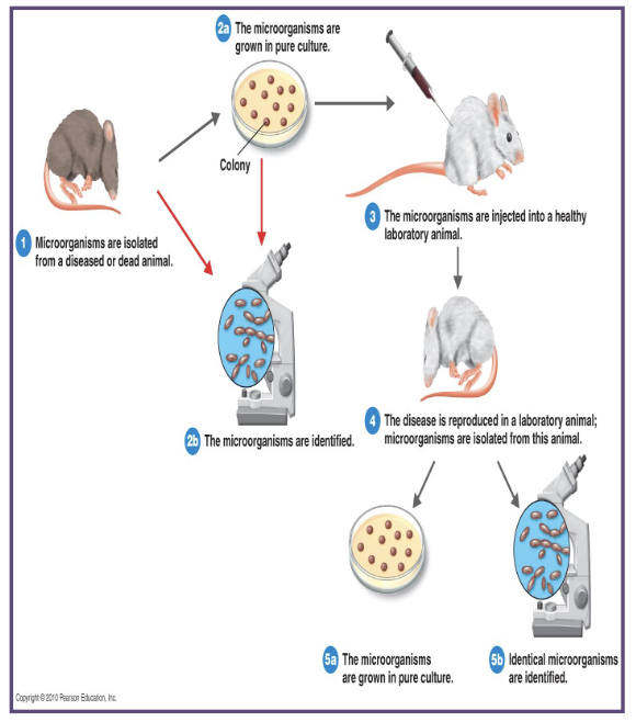 <p>based on this image demonstrating Koch’s Postulates, answer the following questions:</p><ol><li><p>what is the first step shown in Koch’s Postulates?</p></li><li><p>what happens to the microorganisms after isolation?</p></li><li><p>what is done after the microorganisms are grown in pure culture?</p></li><li><p>what occurs in the laboratory animal after injection?</p></li><li><p>what happens after the disease is isolated?</p></li><li><p>what is shown at the final step of Koch;s Postulates?</p></li></ol><p></p>
