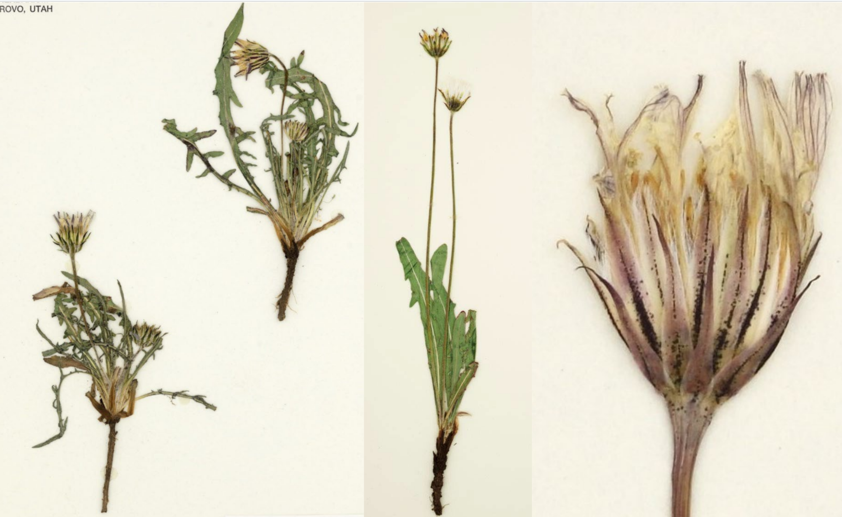 <p>Bracts have purple stripe</p><p>Basal leaves, less incised</p><p>Single terminal flowerhead</p>