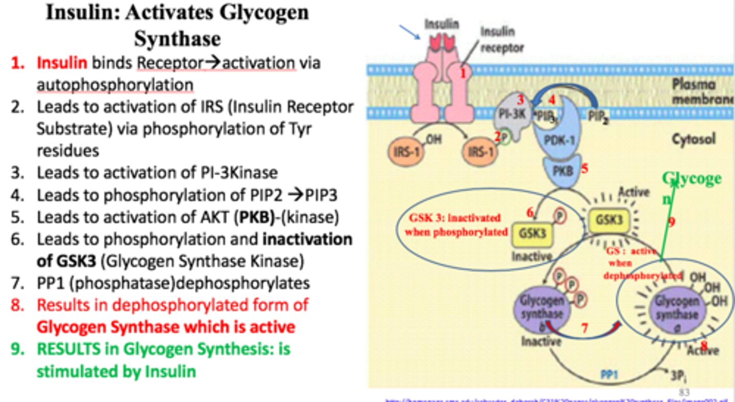 <p>activates a protein kinase cascade that leads to dephosphorylation of glycogen synthase</p>