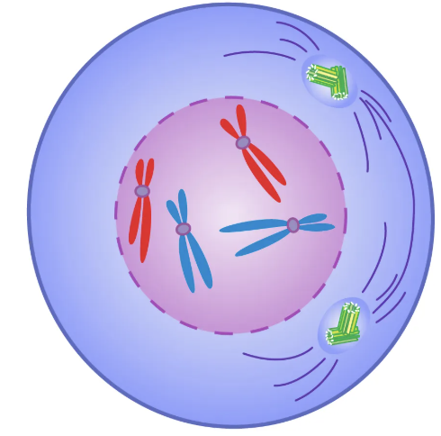 <p>1st stage of mitosis. Chromosomes "condense" (wrap up to form bivalent chromosomes). Nucleus disappears. Centrioles move to poles. Spindle begins to form.</p>