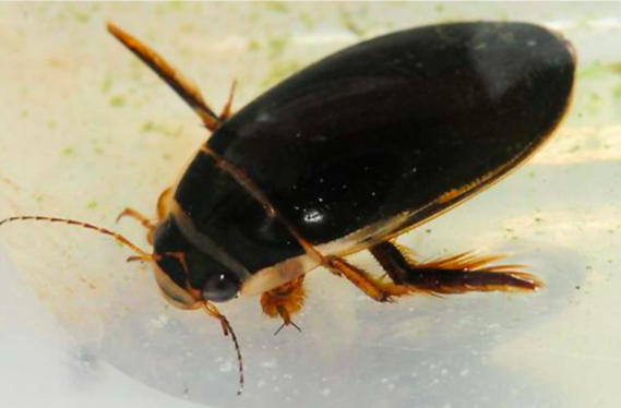 <p>*Aquatic beetles that store air in compressible gill under elytra *Breathe with plastron: hydrophobic hairs or ridges that trap air *Some males have suction discs, hold onto female during mating</p>