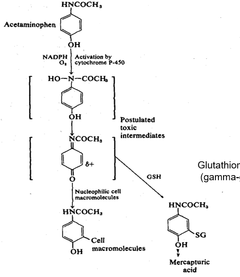<p>The following photo represents what route of acetaminophen?</p>