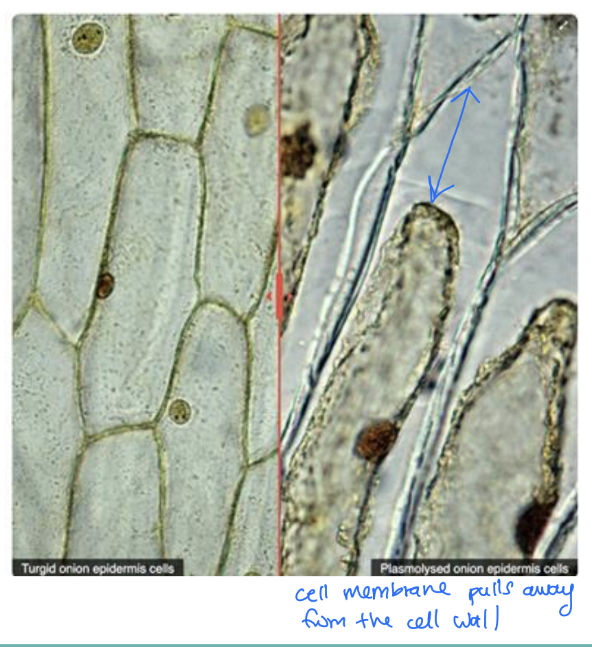 <p>Hypertonic: Causes increase in internal pressure called <strong>turgor pressure</strong> against the <strong>rigid cell walls [2]</strong></p><ul><li><p>Cell walls prevent bursting and allow plant cells to maintain a <strong>“turgid”</strong> shape</p></li></ul><p>Hypotonic</p><p><strong>Plasmolysis</strong>: cell membranes shrink away from cell walls [2]</p><p><strong>Lose turgor pressure</strong> and cell shrinks [1]</p><div data-type="horizontalRule"><hr></div><p>Include the development of turgor pressure in a hypotonic medium and plasmolysis in a hypertonic medium</p>