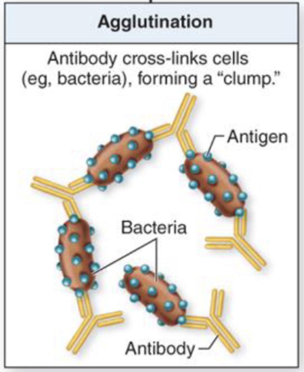 <p>agglutination</p>