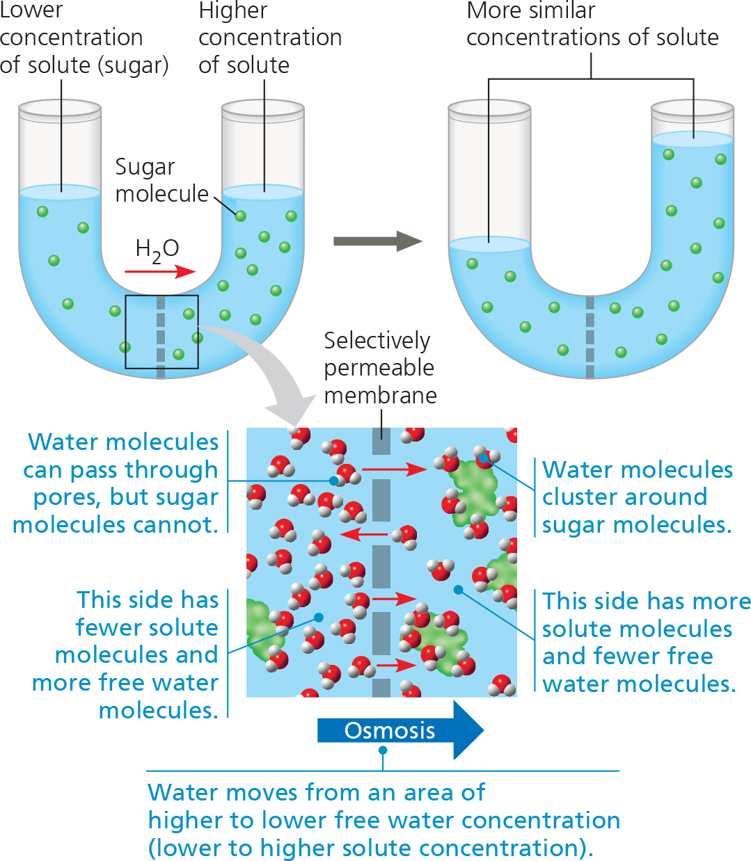 2 sugar solutions of different concentrations separated by membrane. this passive transport of water makes the sugar solutions on both sides roughly equal