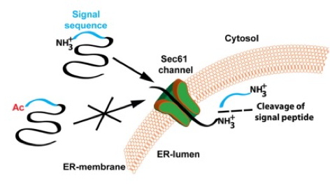 <p>N terminal of methionine is cleaved by N terminal acetyltransferase (NAT) and replaced by an acetyl group from acetyl co enzyme A </p><ul><li><p>subcellularly </p></li></ul><p></p>