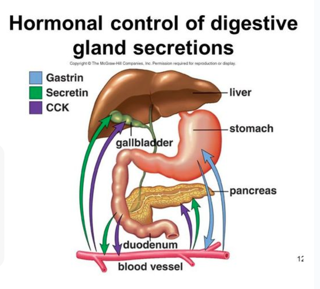 <ul><li><p>The <strong>nervous system</strong> and <strong>hormones</strong> regulate how often digestive secretions are made when needed so that energy can be conserved.   </p><p></p></li></ul>