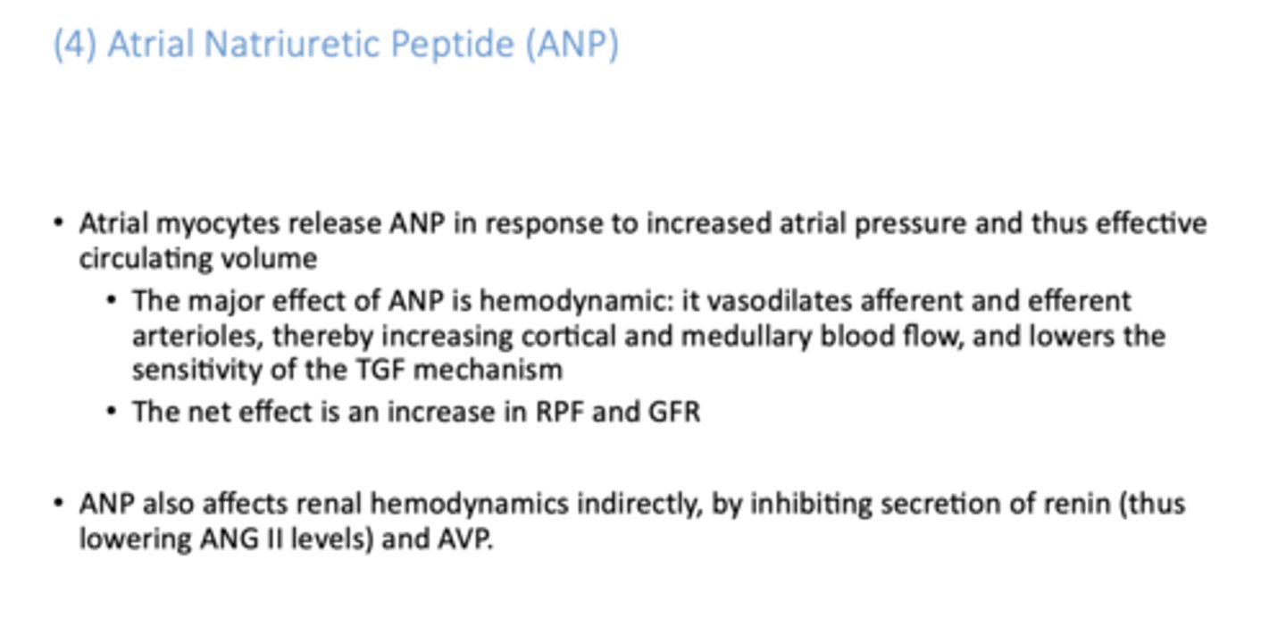 <p>ANP (atrial natriuretic peptide)</p>