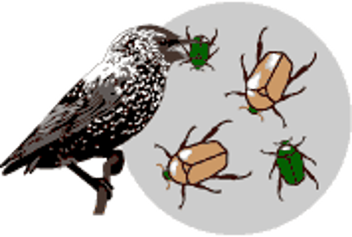 <p>Another term for natural selection</p>