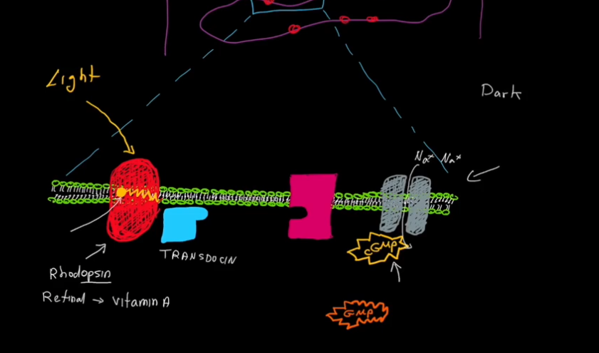 <ol><li><p>Cyclic GMP (cGMP) keeps Na+ channels open.</p></li><li><p>Light hits the rod.</p></li><li><p>The molecule retinal, within Rhodopsin, loses its bend and becomes straight.</p></li><li><p>Transducin detatches from Rhodopsin, and attatches to phosphodiasterase (PDE)</p></li><li><p>PDE turns cGMP into GMP.</p></li><li><p>cGMP is removed from Na+ channels.</p></li><li><p>Na+ Channels close.</p></li><li><p>K+ continues to leave the cell, and the cell becomes hyperpolarized and can no longer fire action potentials.</p></li><li><p>Bipolar cells are no longer inhibited, and vision occurs.</p></li></ol><p></p>