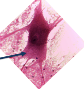 <ol><li><p>Tissue Type</p></li><li><p>location specific functions</p><p></p></li></ol><p></p>