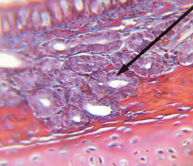 <p>what type of tissue is this </p>