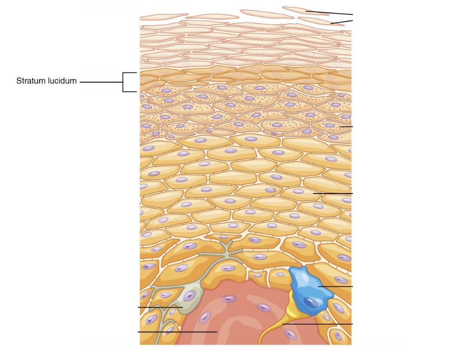 <p>Thin somewhat translucent layer of cells lying superficial to the stratum granulosum and under the stratum corneum, found especially in thickened parts of the epidermis (as of the palms or the soles of the feet). </p><p>This layer provides an additional barrier of protection in areas subjected to fiction.</p>