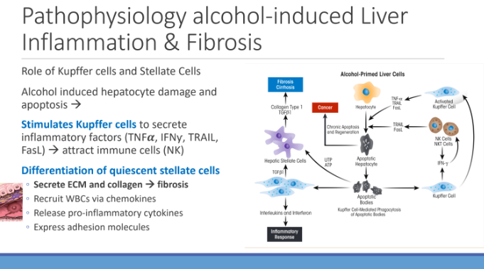 <ol><li><p><strong>Secrete ECM and collagen → fibrosis</strong></p></li><li><p>Recruit WBCs via chemokines</p></li><li><p>Release pro-inflammatory cytokines</p></li><li><p>Express adhesion molecules</p></li></ol><p></p>
