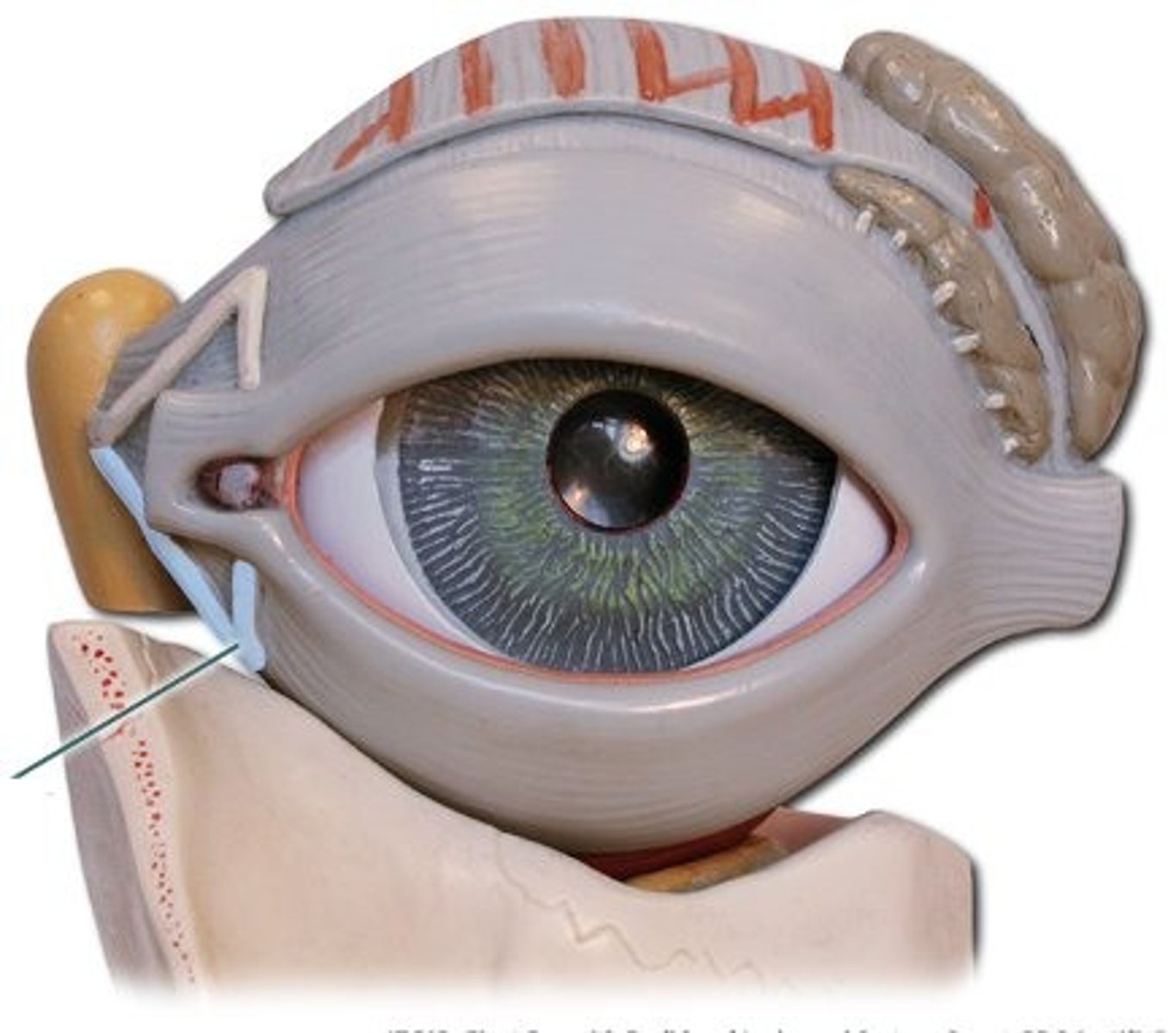 <p>thin inferior duct draining the lacrimal punctum to the nasolacrimal duct</p>