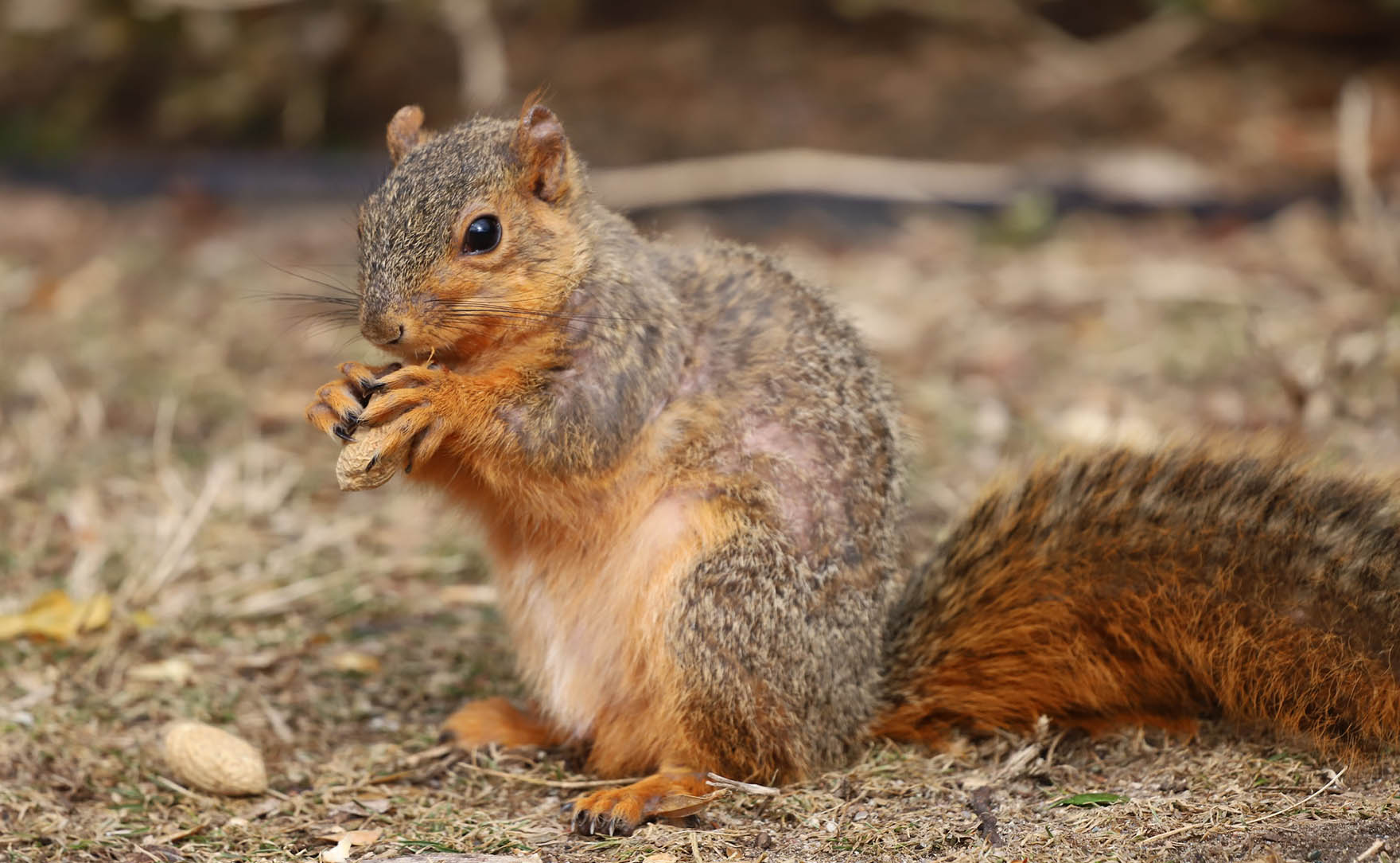 <p>Eastern fox squirrel</p>
