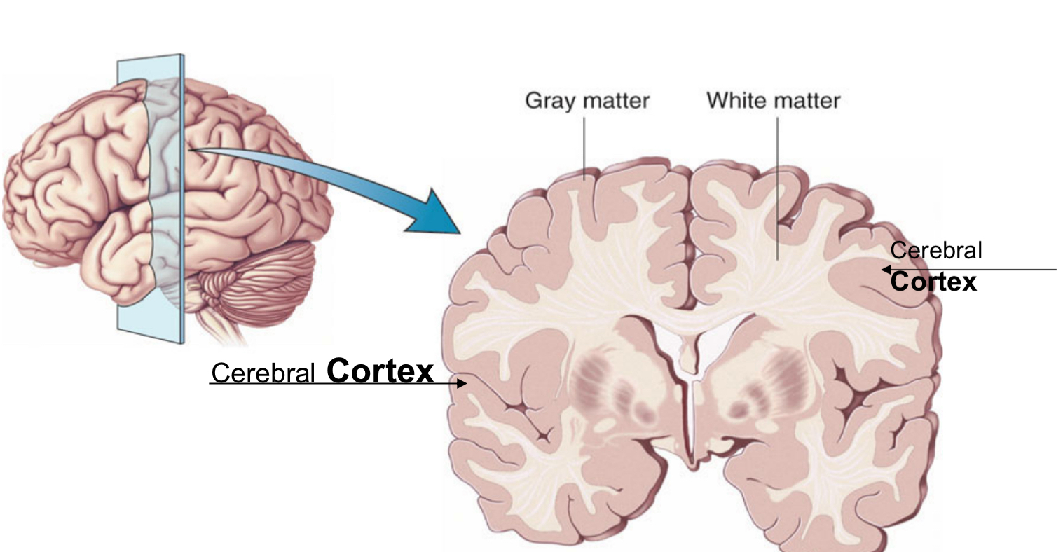 <p>The outermost layer of gray matter making up the superficial aspect of the cerebrum.</p><p>“The bark of the brain”</p>